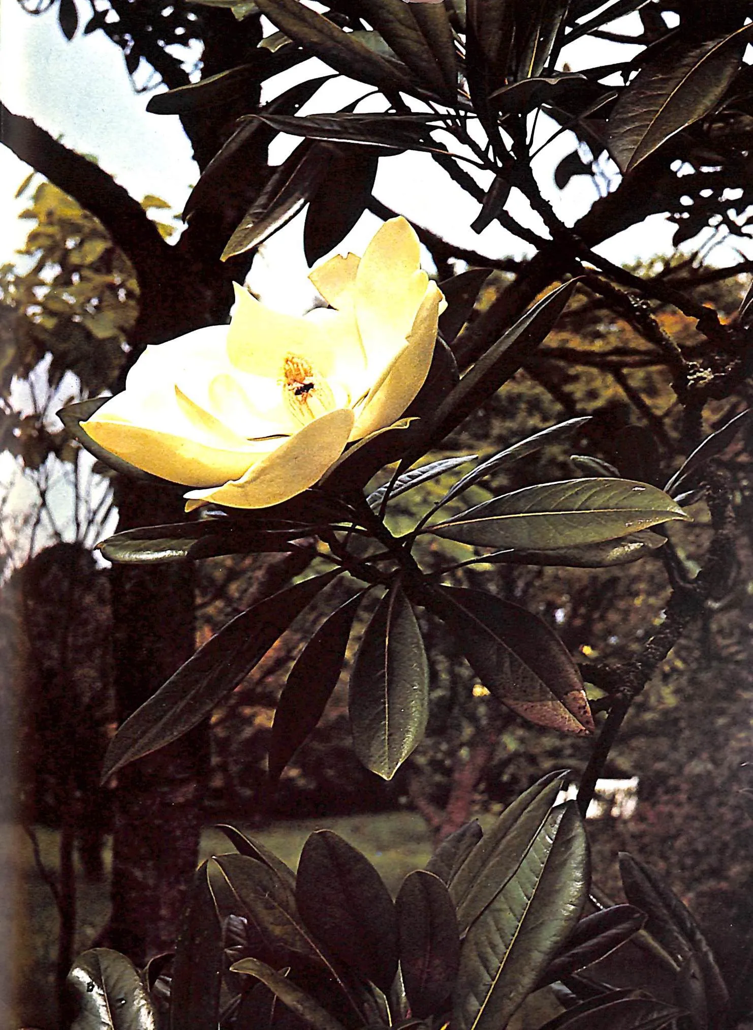 "Flowers In History" 1970 COATS, Peter