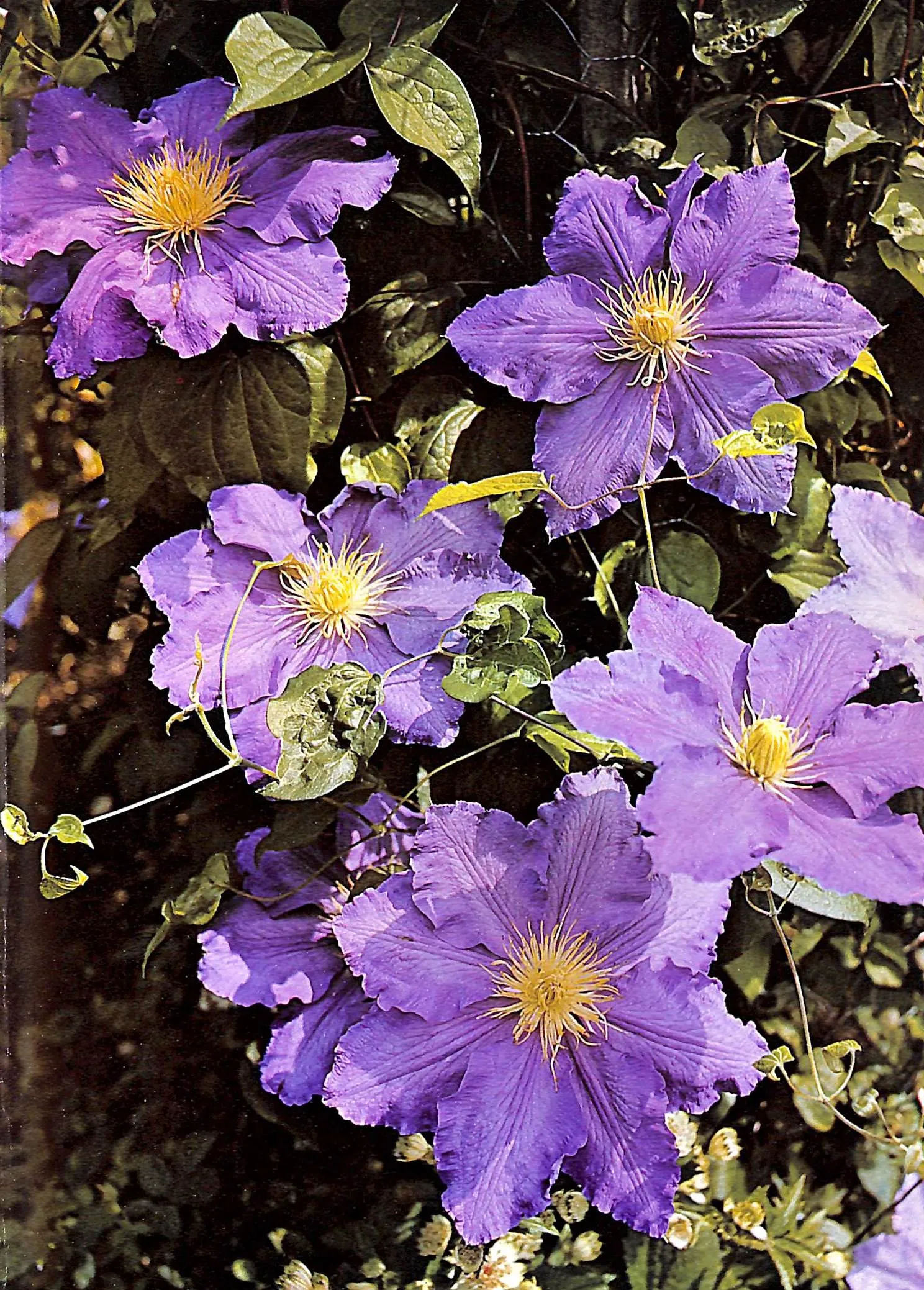 "Flowers In History" 1970 COATS, Peter