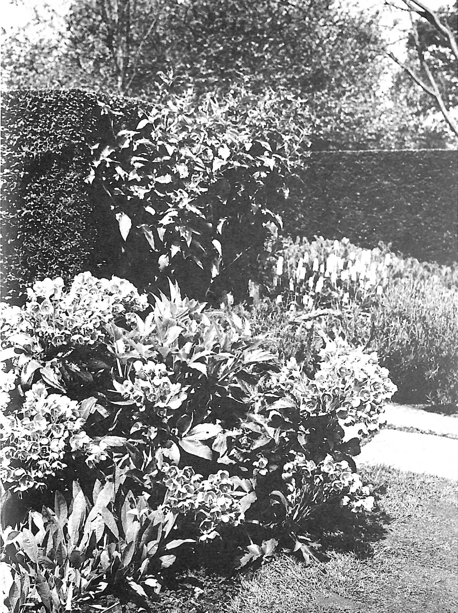 "Flowers In History" 1970 COATS, Peter